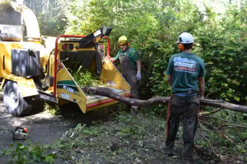 tree services Riverbank